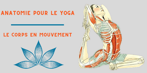 Anatomie du yoga : asanas et corps
